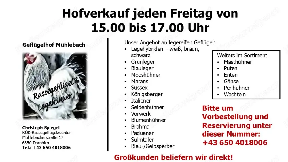 Hühner , Enten, Wachteln 