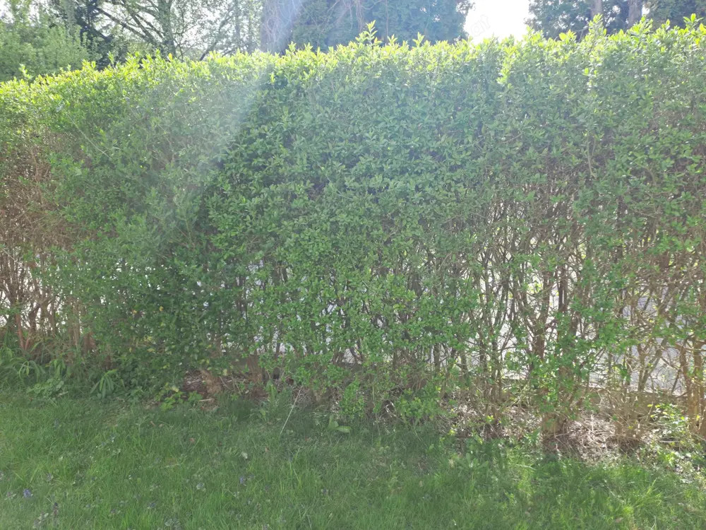 Ligusterhecke zu verschenken Ligusterhecke zu verschenken