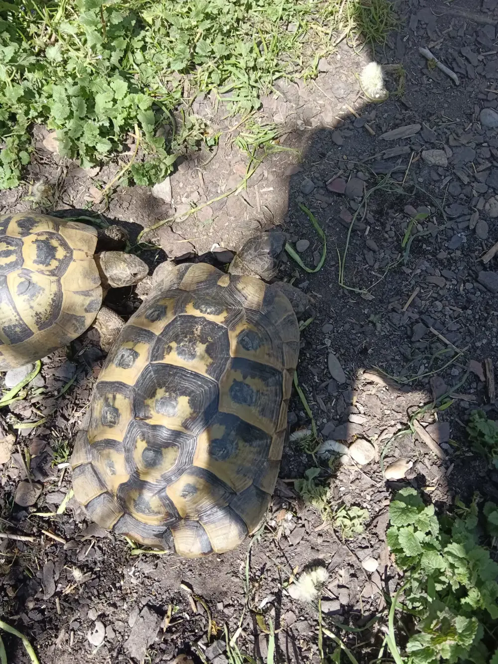 Schildkröten kostenlos abzugeben