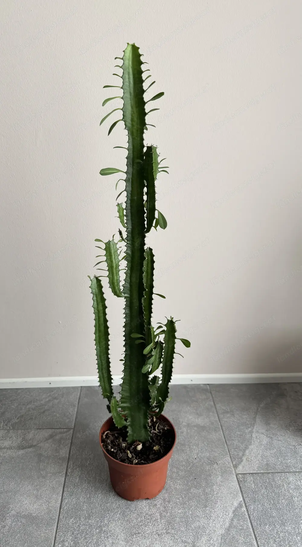 Kaktus (Euphorbia) Kaktus (Euphorbia)
