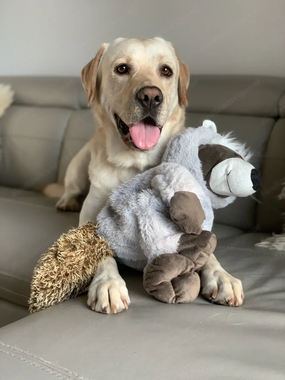 Labrador Rüde Sammy blond