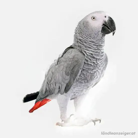 Graupapagei 