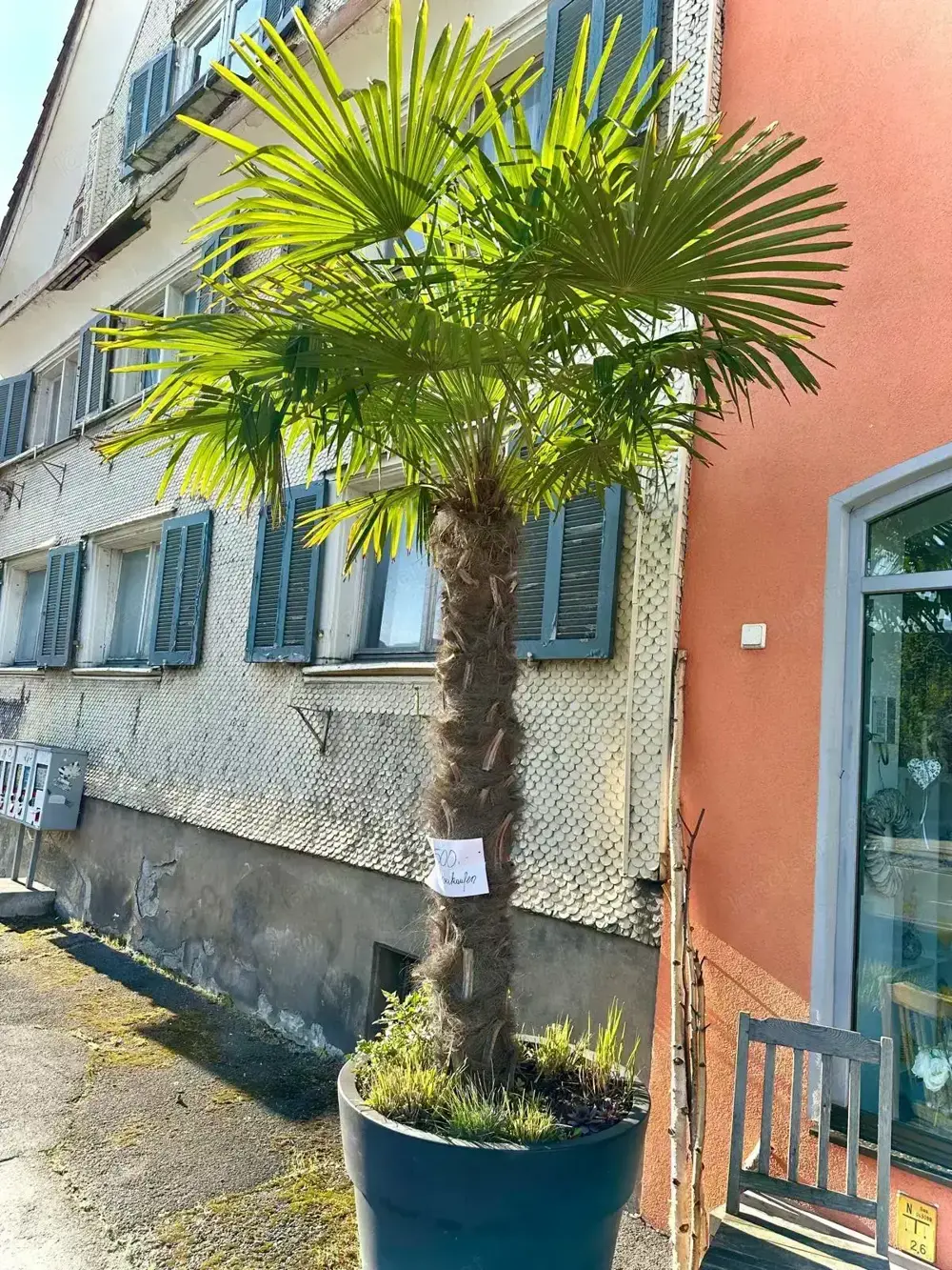 Palme - Winterfest - Trachycarpus Palme - Winterfest - Trachycarpus