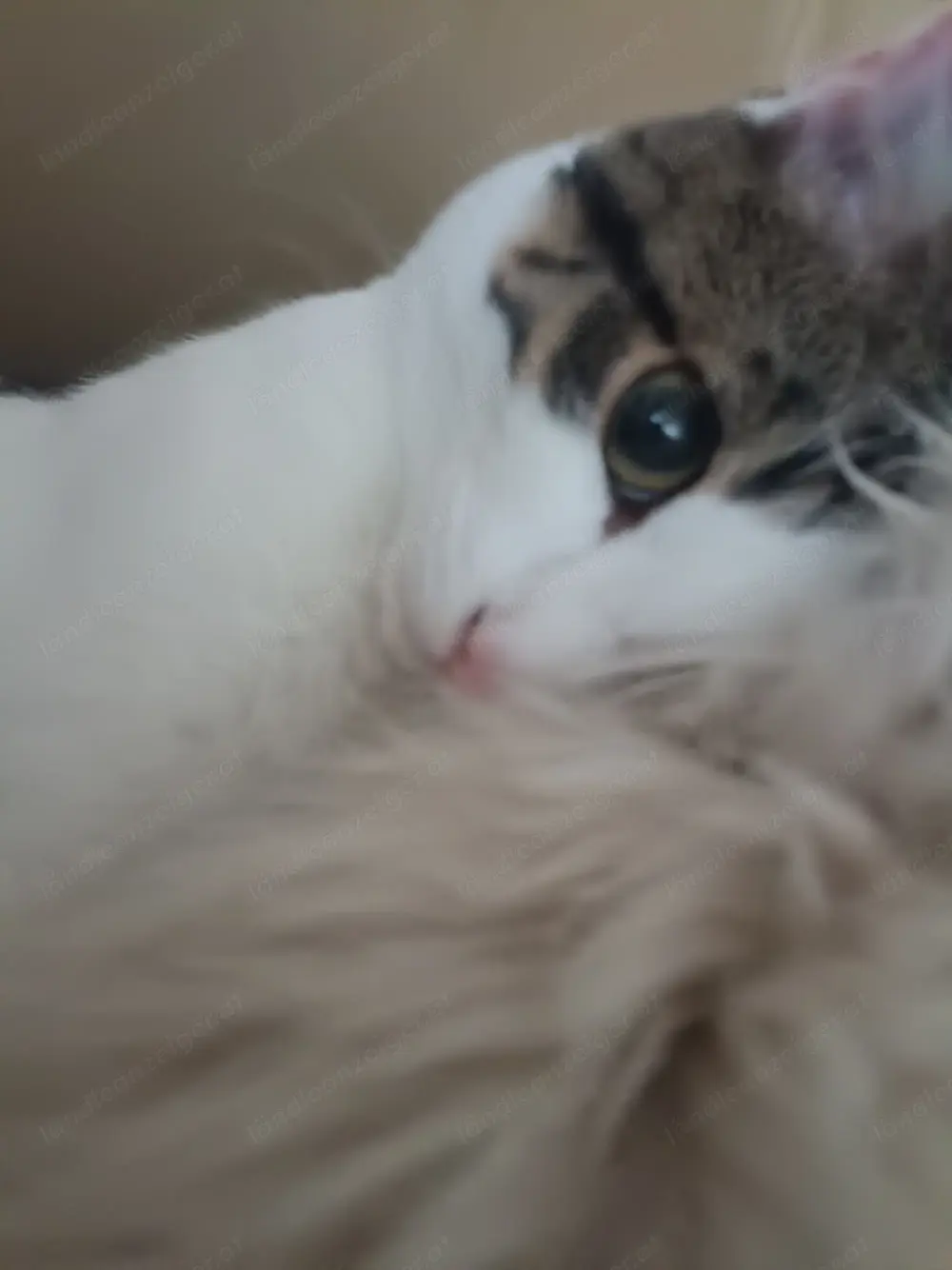 Verschmuster kater Verschmuster kater