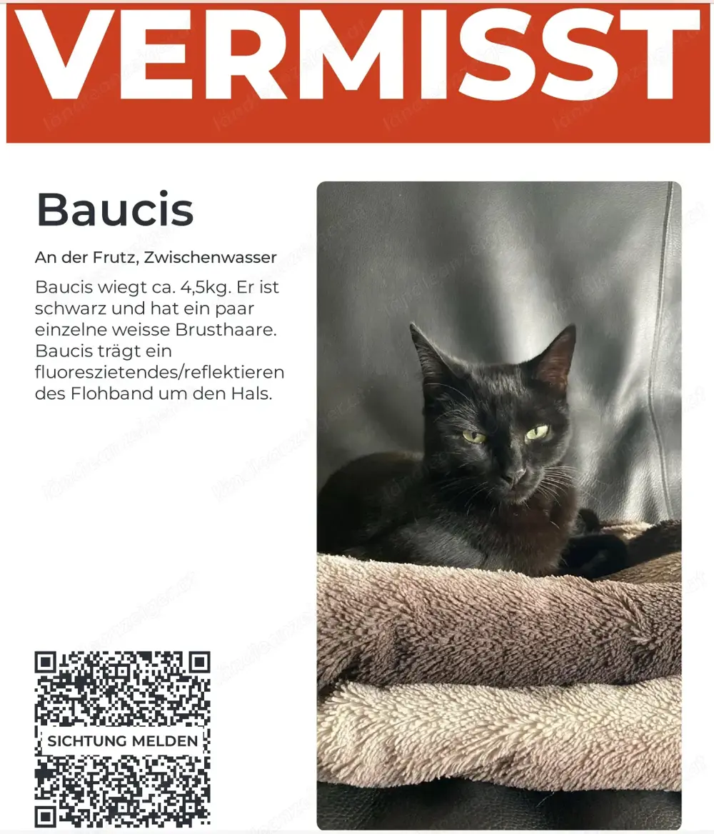 Katze vermisst
