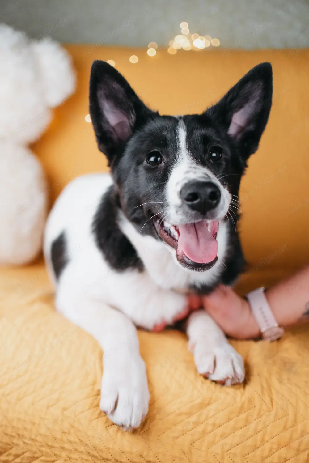 Die kleine Heidi sucht ein Zuhause