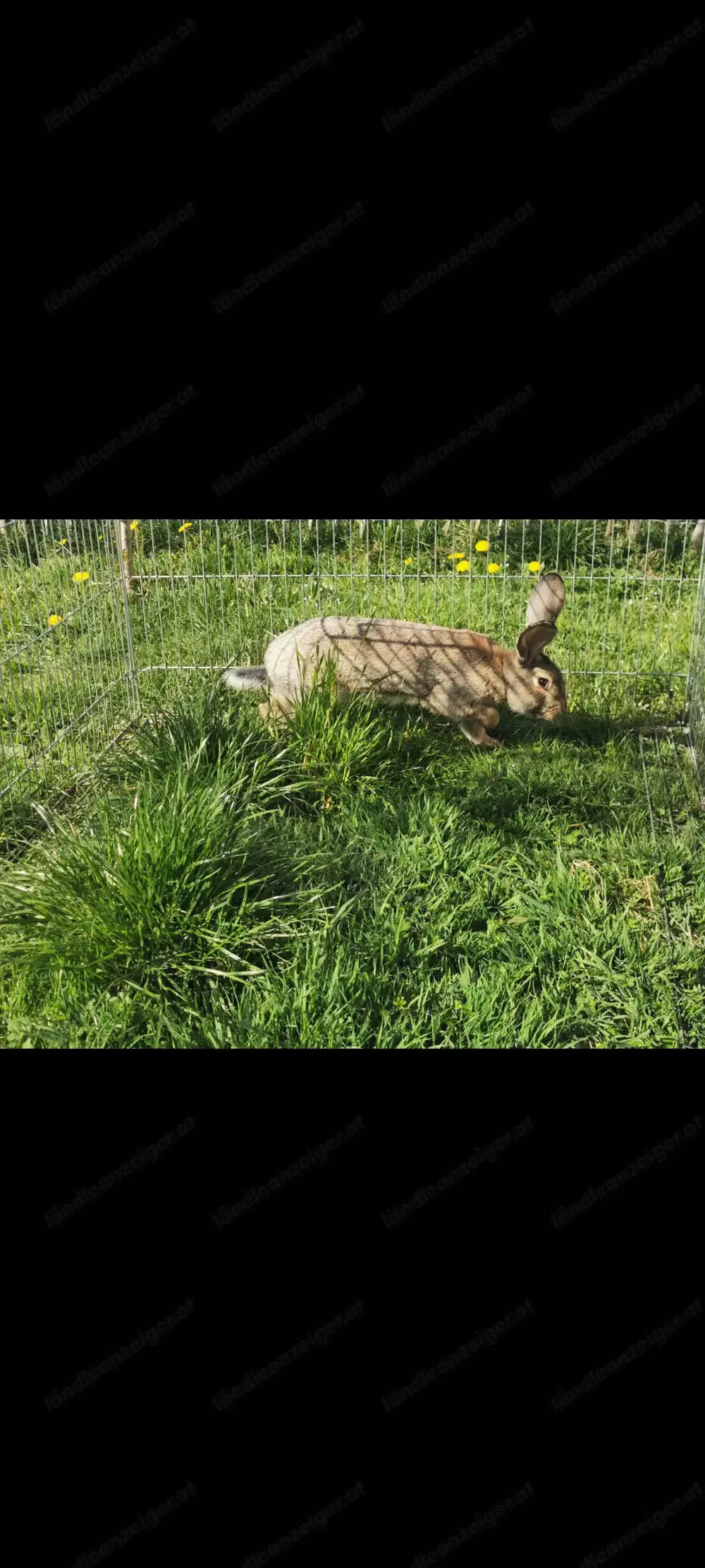 Vergebe Stallhasen bock 