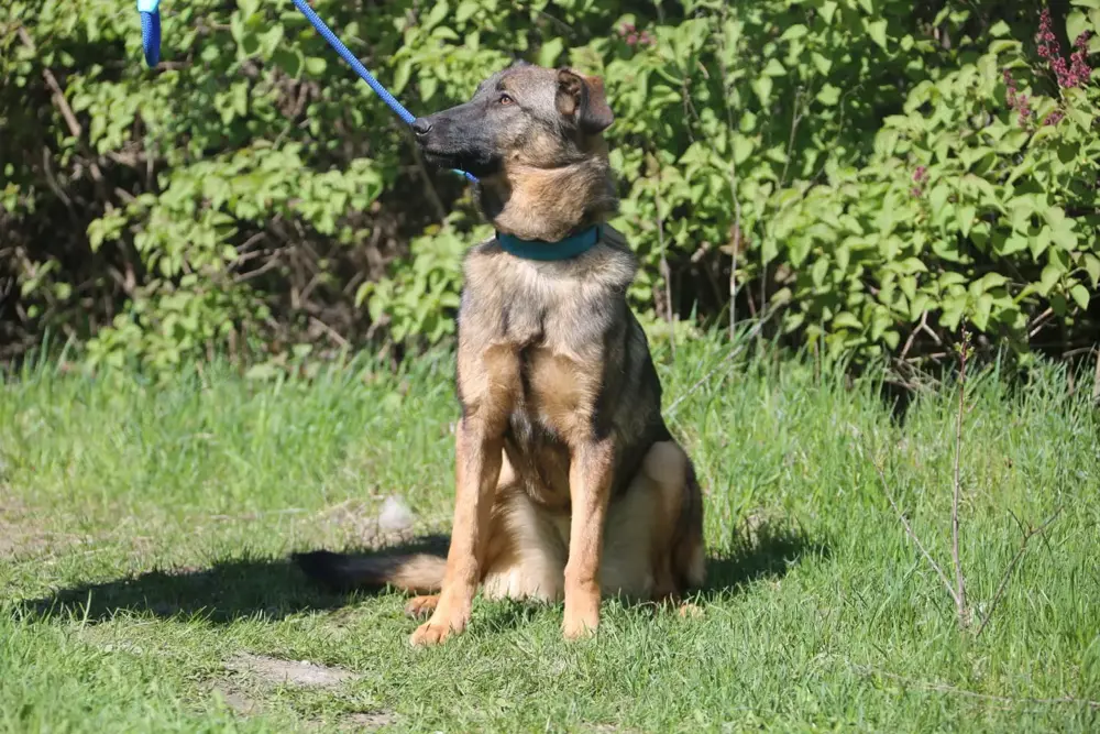 Vasilisa sucht ein Zuhause