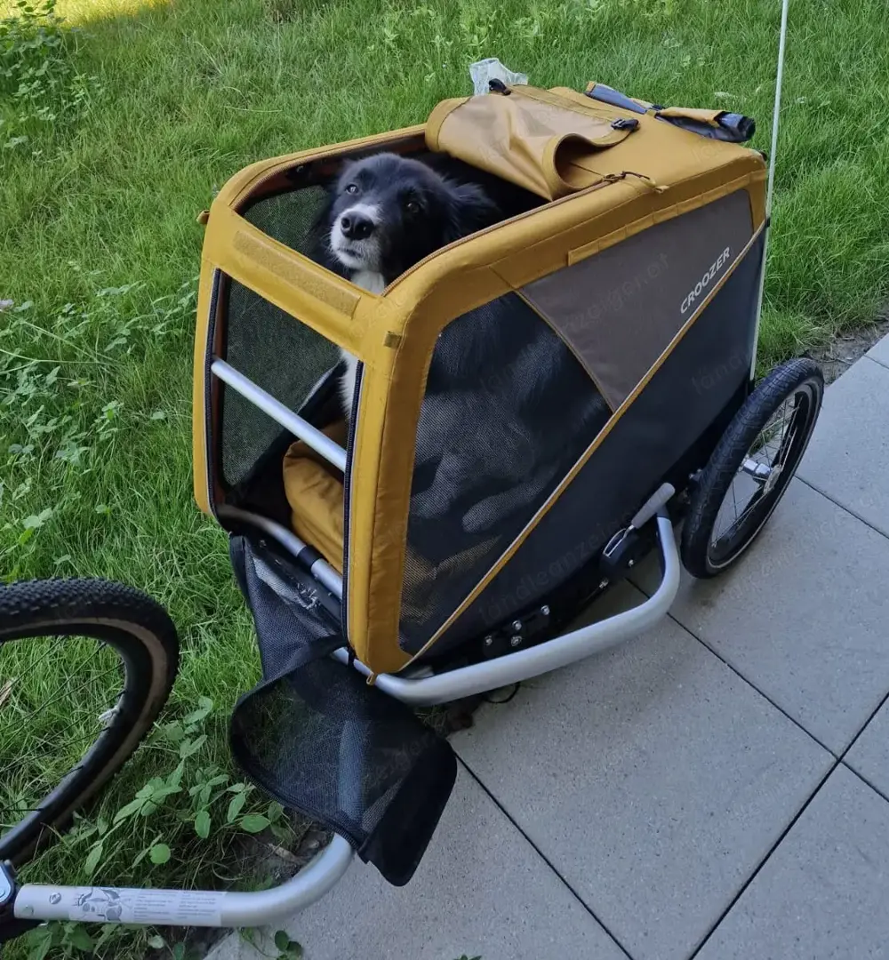 Croozer Hundeanhänger 