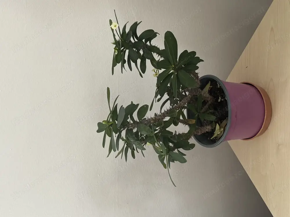 Euphorbia lophogona Euphorbia lophogona