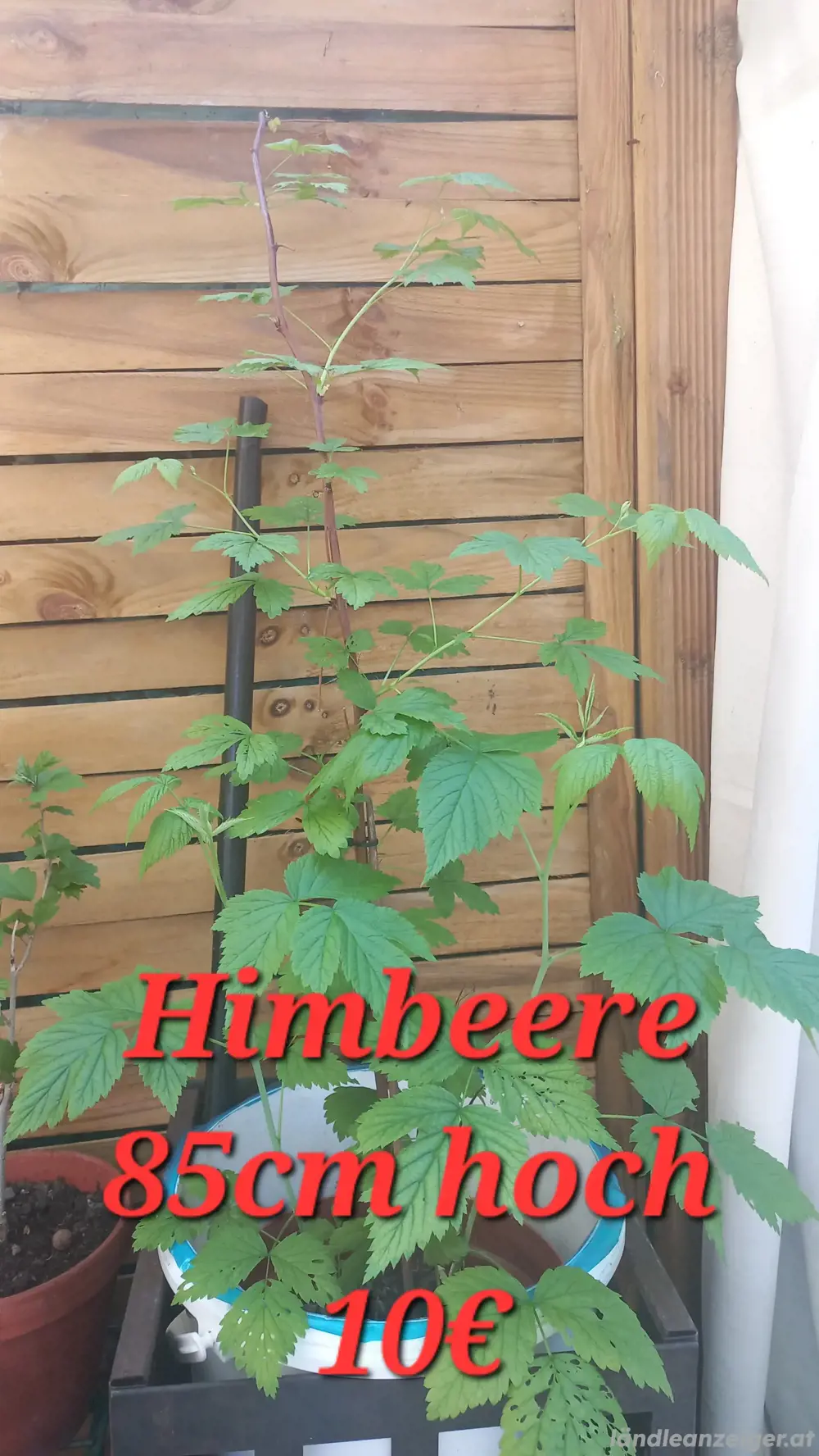 Himbeere Himbeere