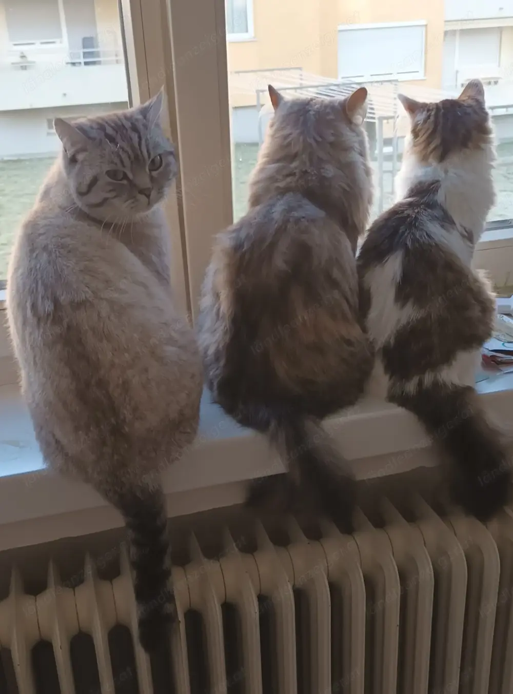 British Kurzhaar Katze British Kurzhaar Katze
