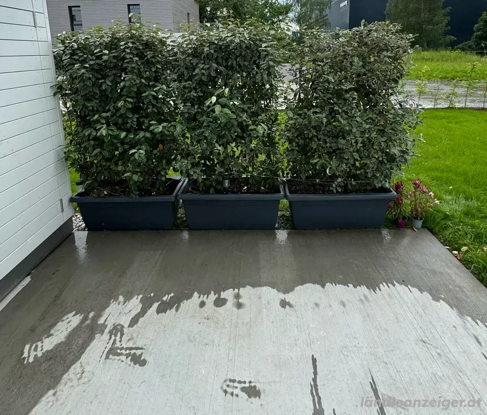 Sichtschutz Hecke - Immer grüne Ölweide Sichtschutz Hecke - Immer grüne Ölweide