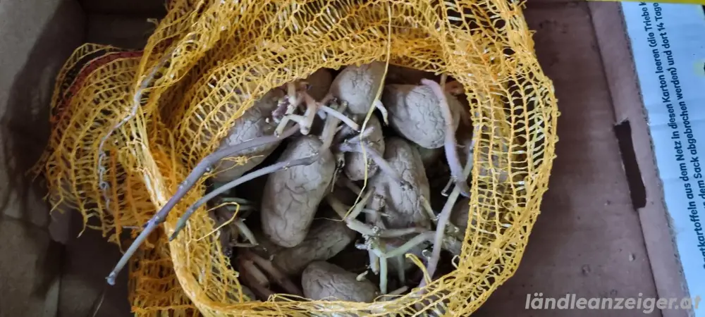Saatkartoffeln zu verschenken Saatkartoffeln zu verschenken
