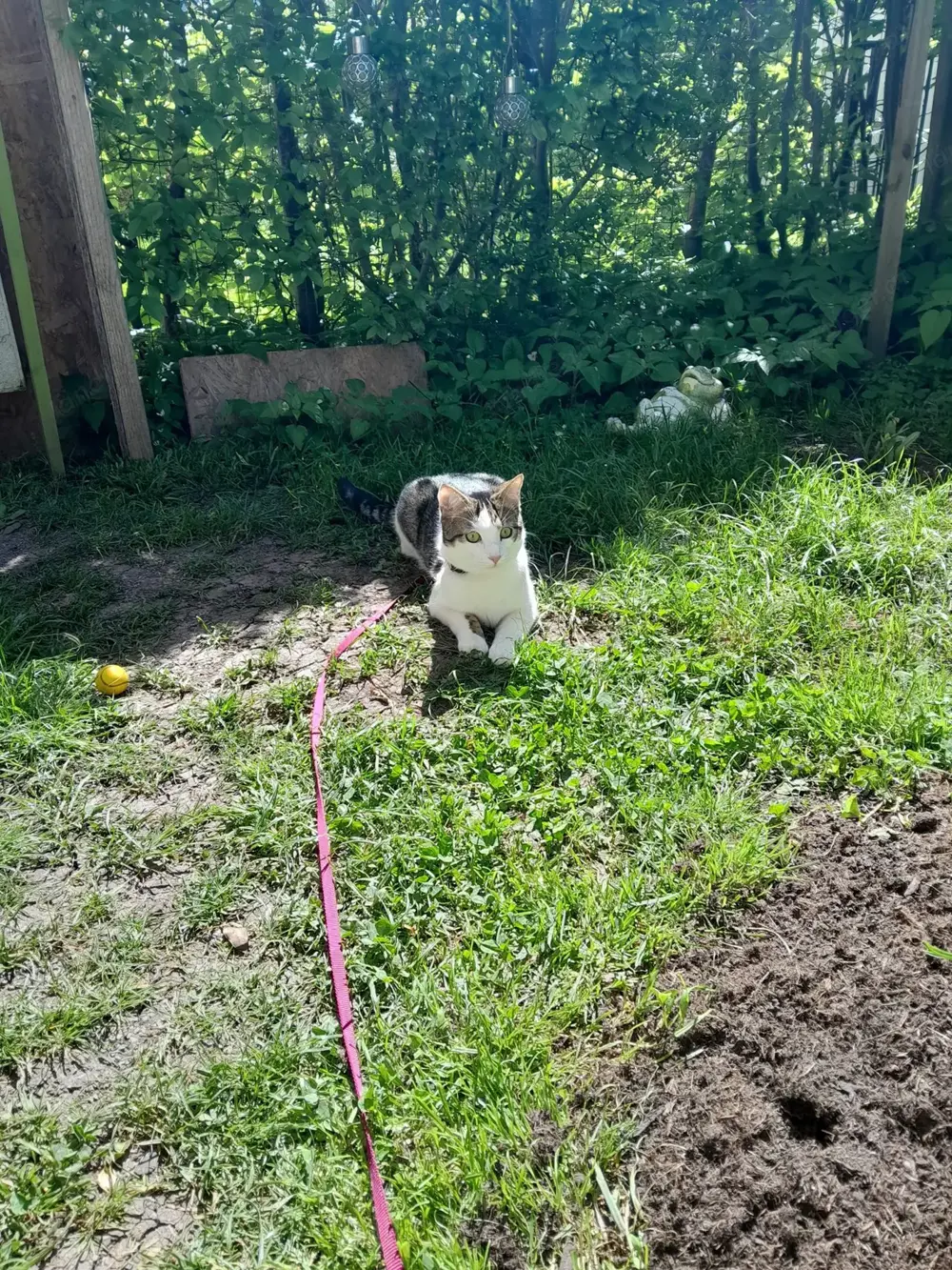 Männliche junge Katze (1 jährig) in gute Hände zu vergeben