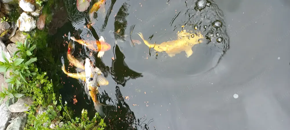 Koi-Fisch Verkauf Koi-Fisch Verkauf
