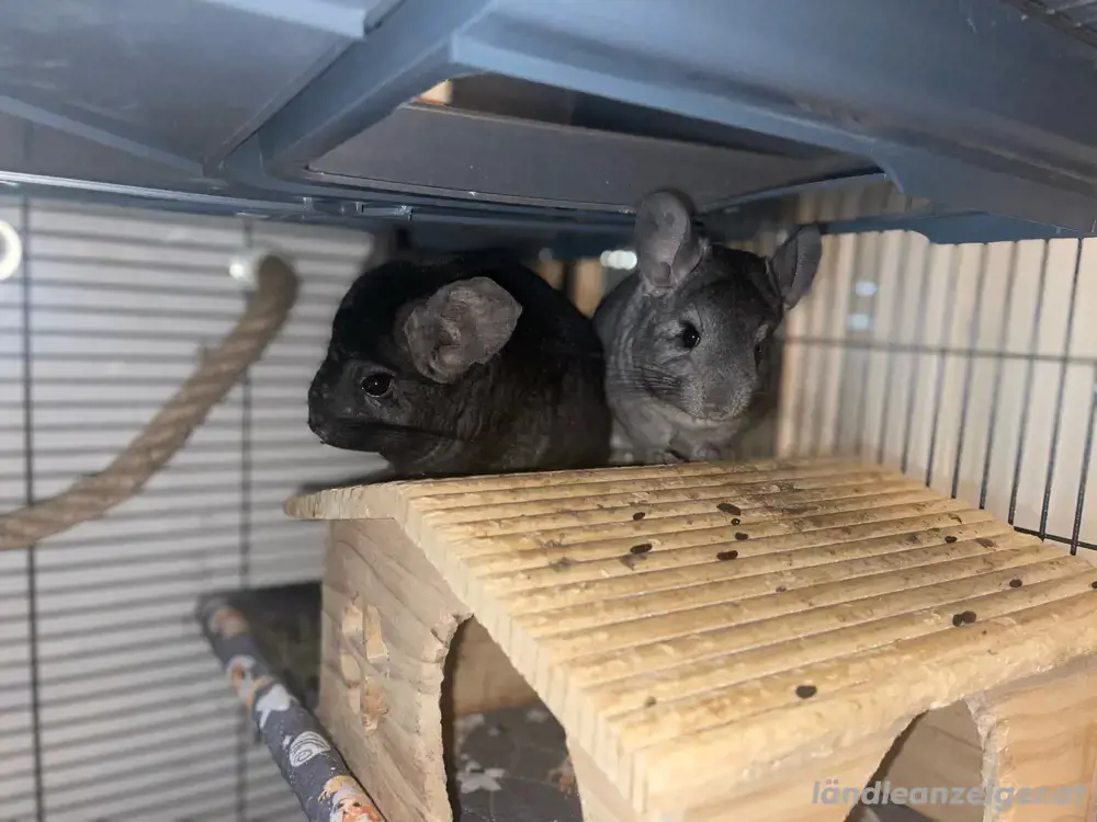 Zuhause für vier süsse Chinchillas