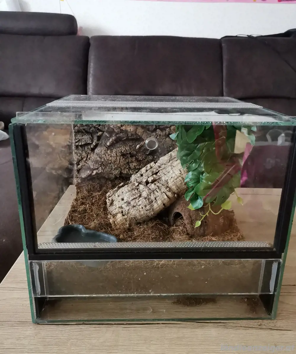 Terrarium Terrarium