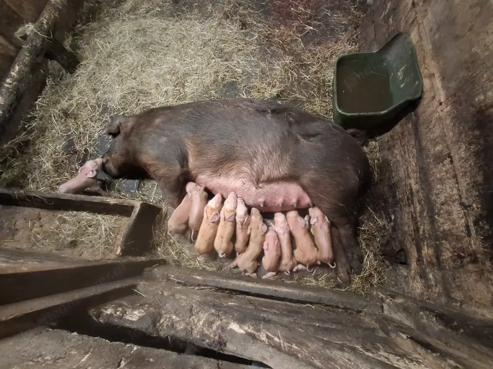 Jungsau trächtig Jungsau trächtig