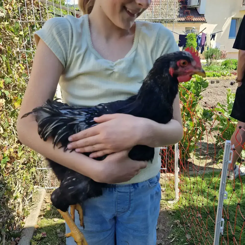 Hahn Barnevelder Hahn Barnevelder