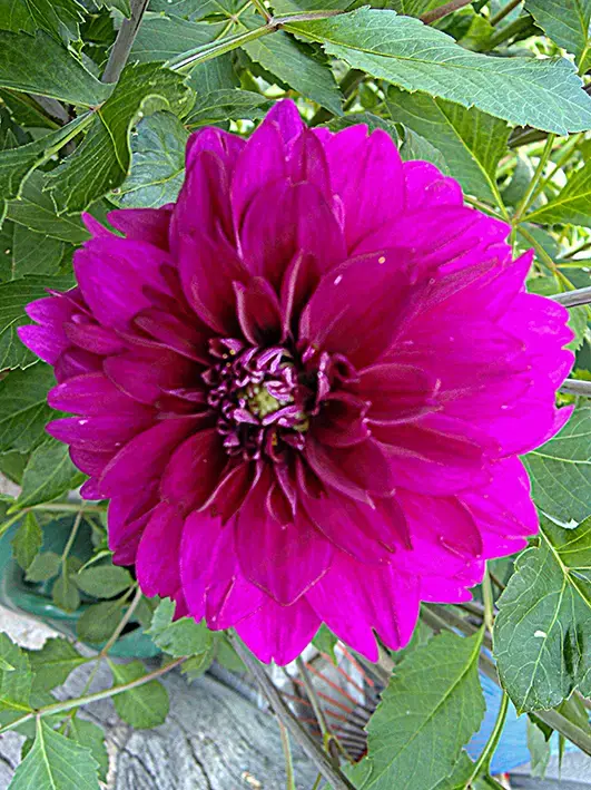 Dahlien Knolle, dunkelviolett, gefüllt 