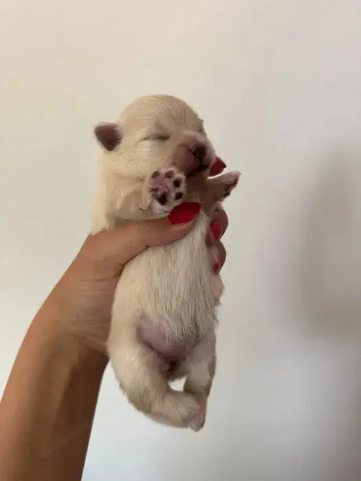 Pomeranian Zwergspitz Welpe 