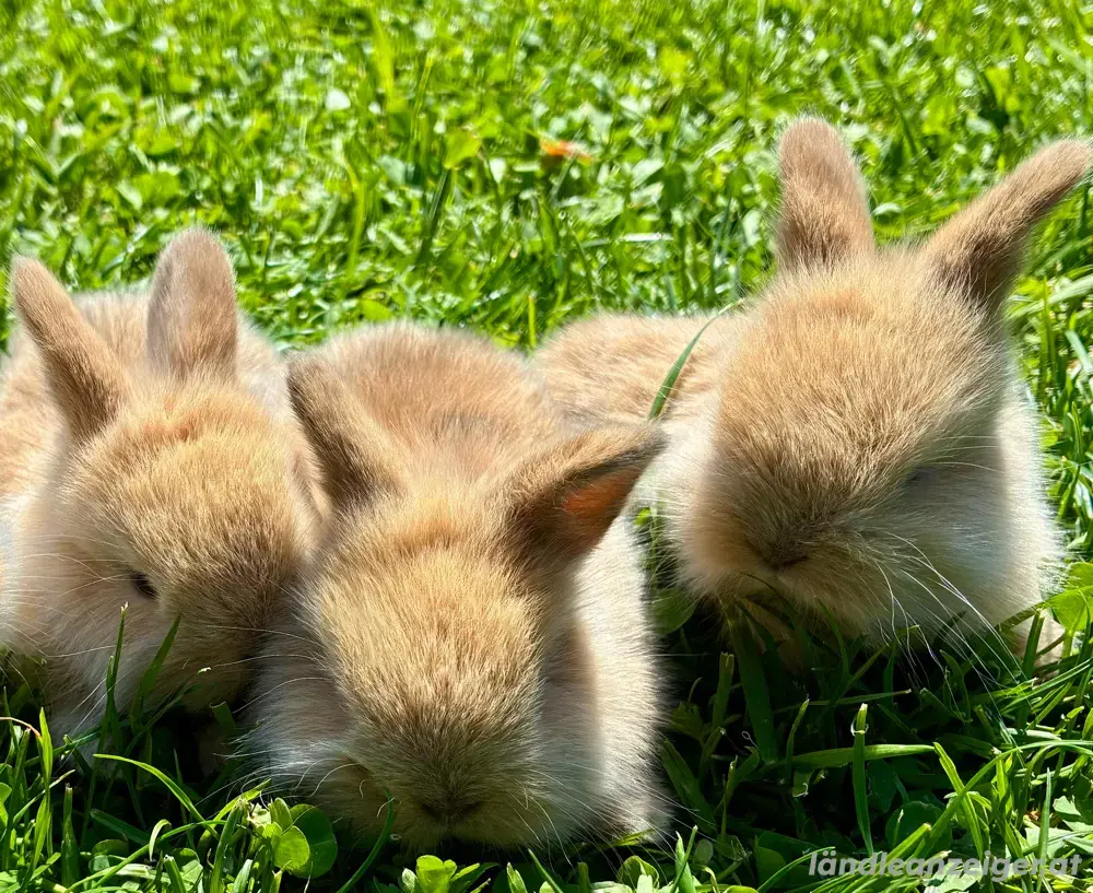 Zwergkaninchen abzugeben Zwergkaninchen abzugeben