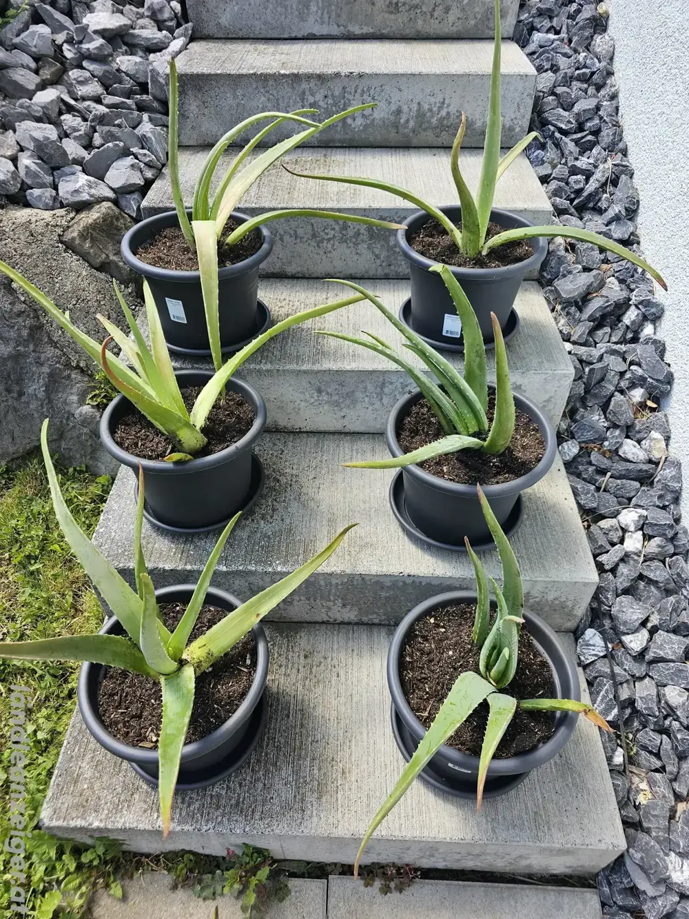 Heilpflanze Aloe Vera Heilpflanze Aloe Vera