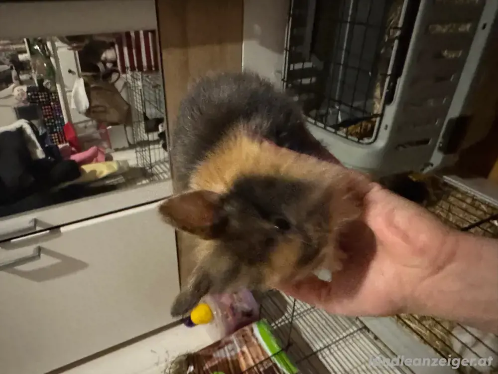 Babykaninchen Babykaninchen