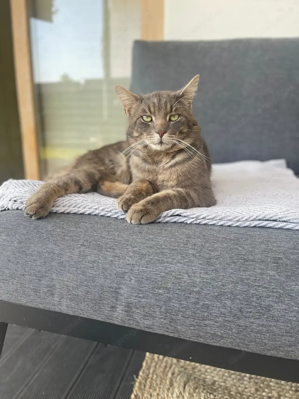 Kater Tommy aus Hörbranz wird vermisst! Kater Tommy aus Hörbranz wird vermisst!