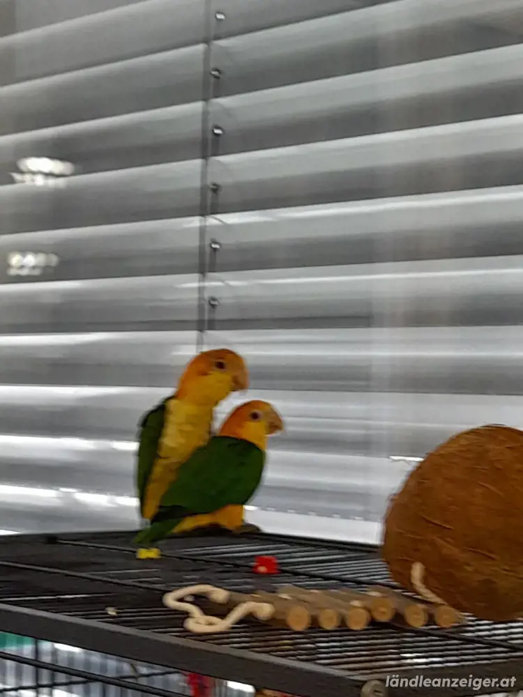 weissbauchpapageien paar weissbauchpapageien paar