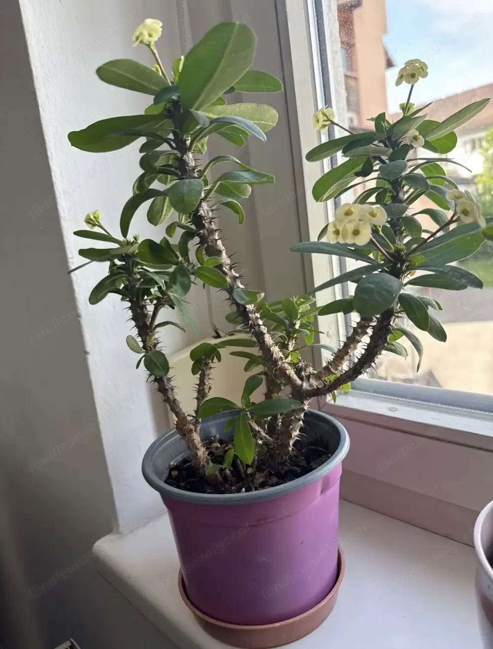 Euphorbia lophogona Euphorbia lophogona