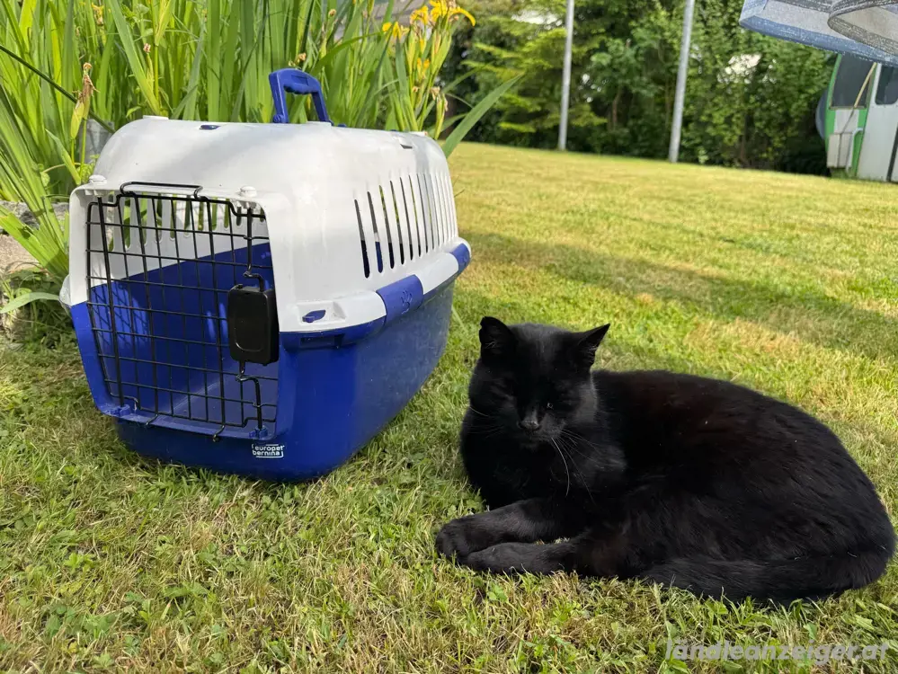 Transportbox Katzen Transportbox Katzen