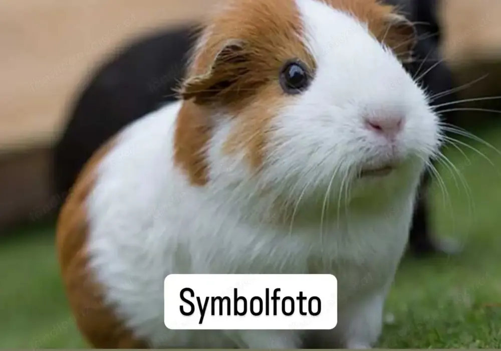 Suche Meerschweinchen Suche Meerschweinchen