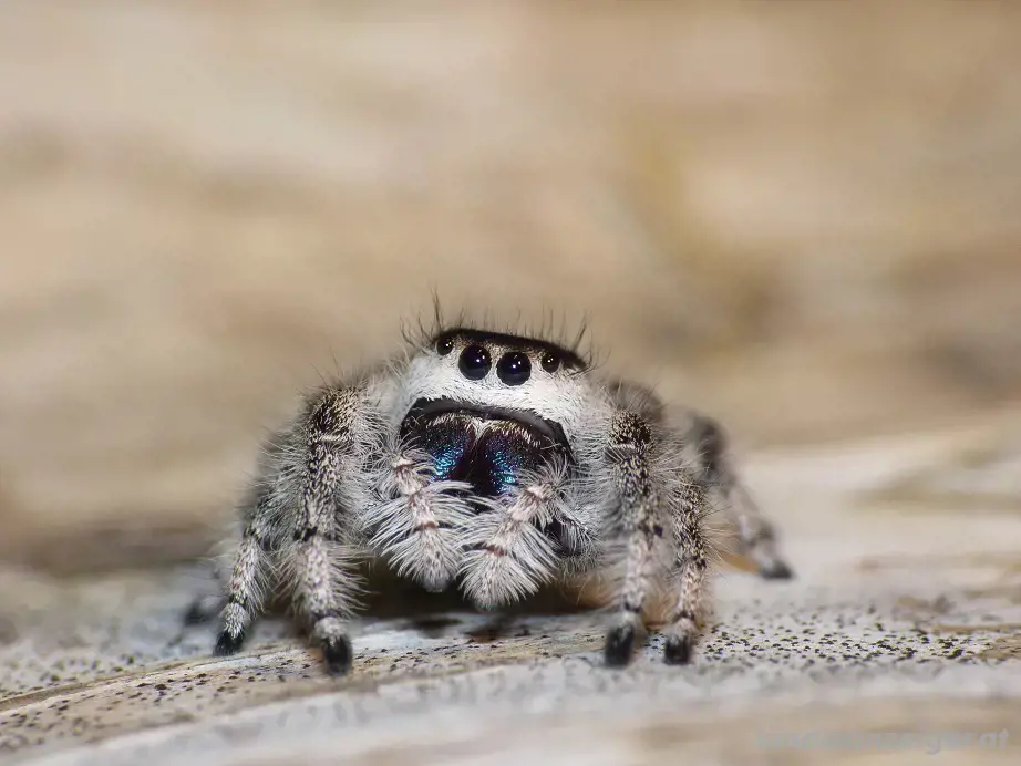 Terrarium mit Springspinne Phidippus Terrarium mit Springspinne Phidippus