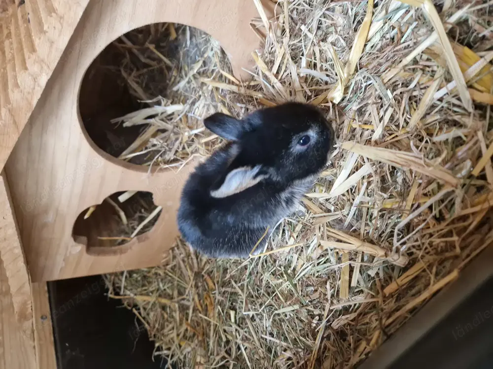 Babykaninchen Schlappohr Babykaninchen Schlappohr