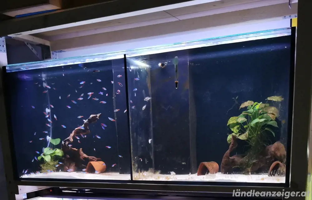 Aquarium 240L (ideal für Zucht)