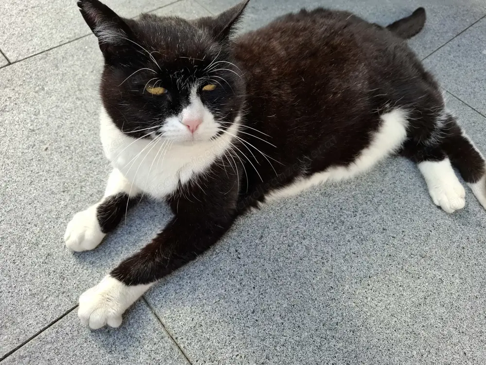 zugelaufene, besonders anhängliche und liebe  Katze sucht neues Zuhause oder seinen Besitzer