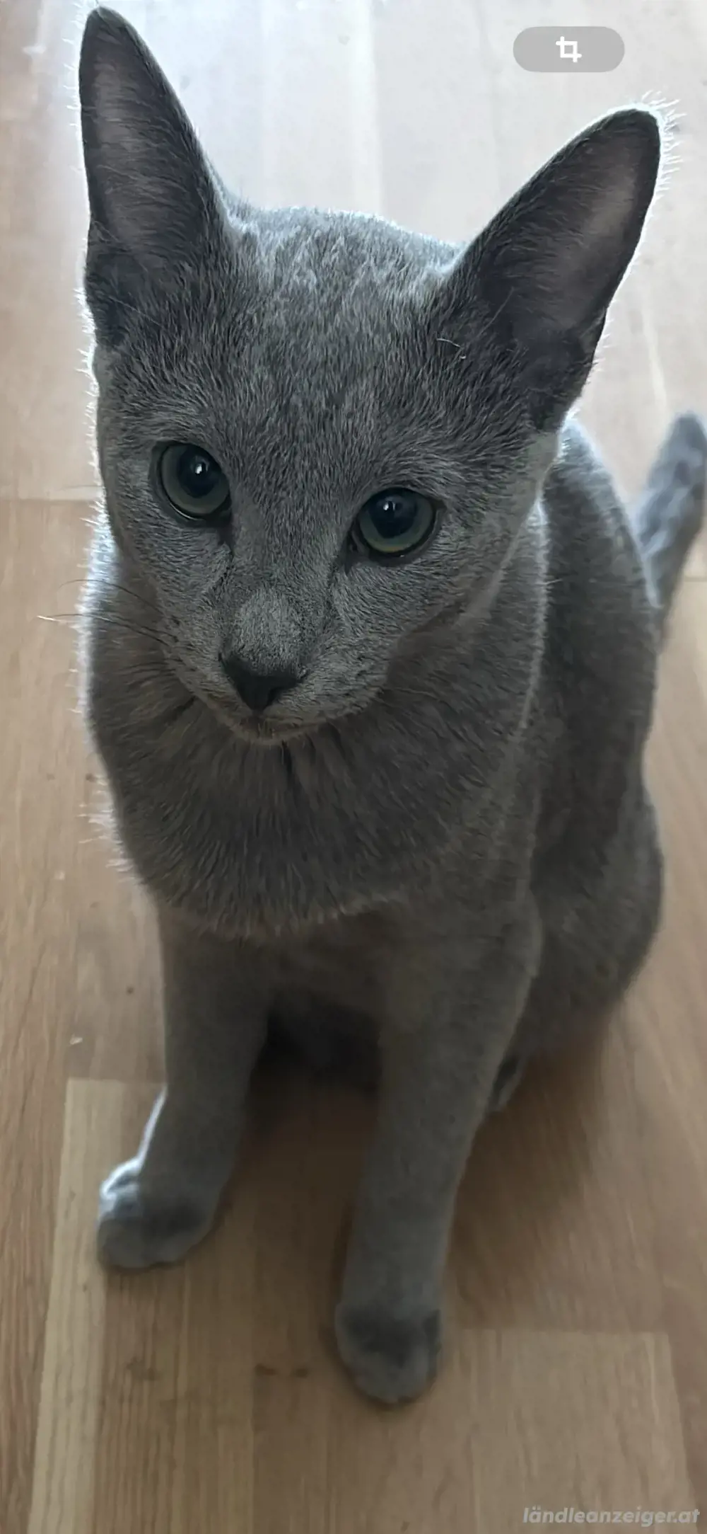kater Rusischblau kater Rusischblau