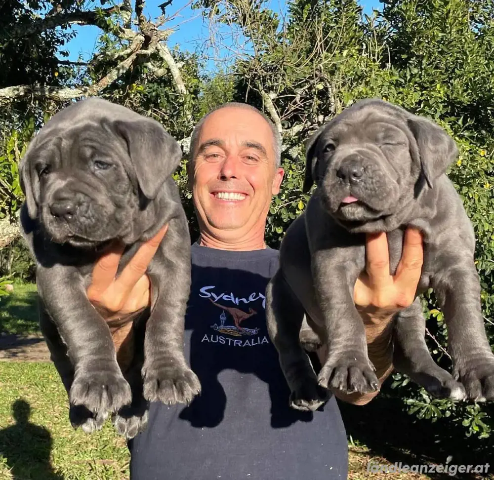 Registrierte Cane Corso Welpen