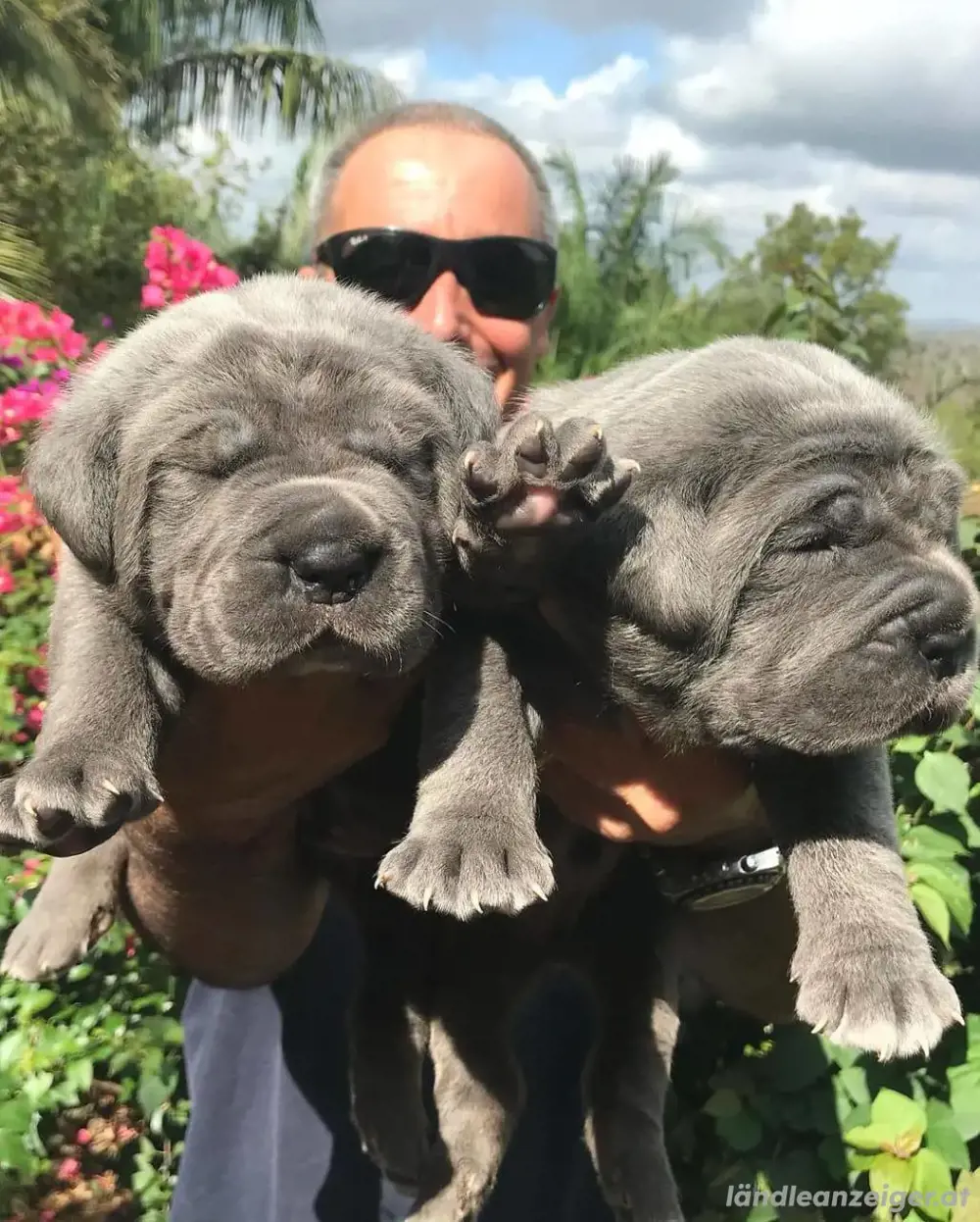 Registrierte Cane Corso Welpen 