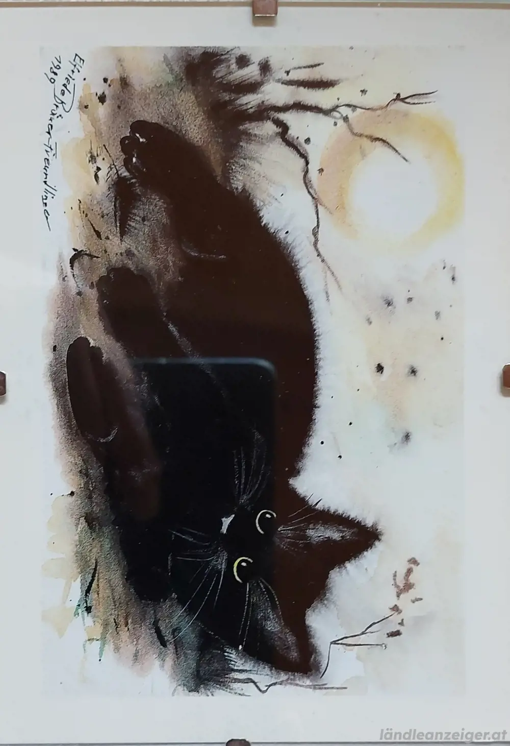 Bild: schwarze Katze, zu verschenken Bild: schwarze Katze, zu verschenken