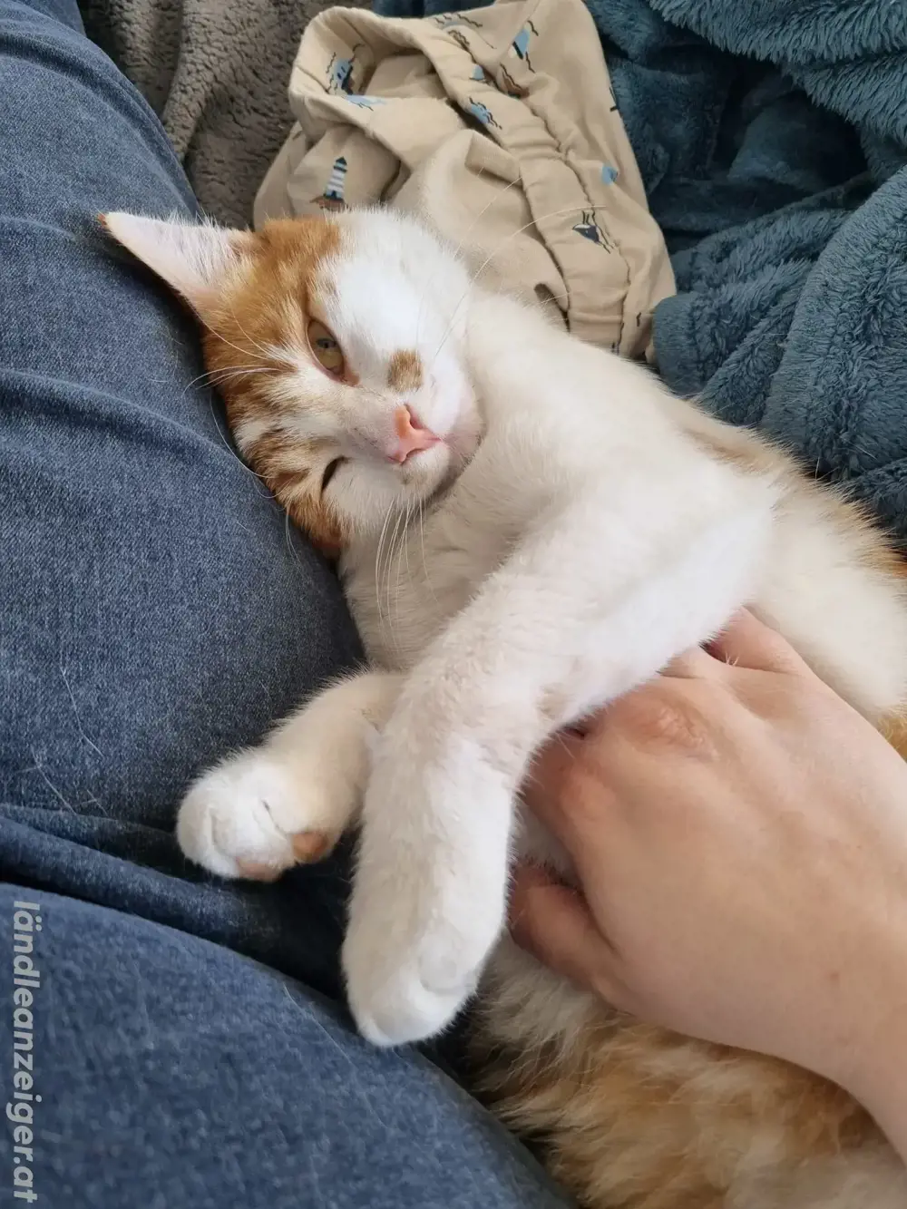 Kater sucht liebevolles Zuhause