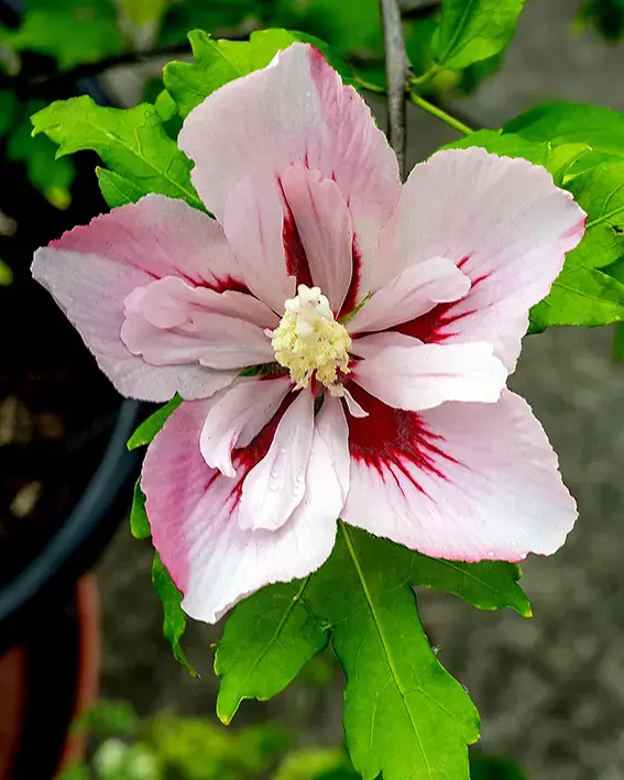 Hibiskus im Topf 1,40 Meter hoch, weiß - rosa panaschiert 