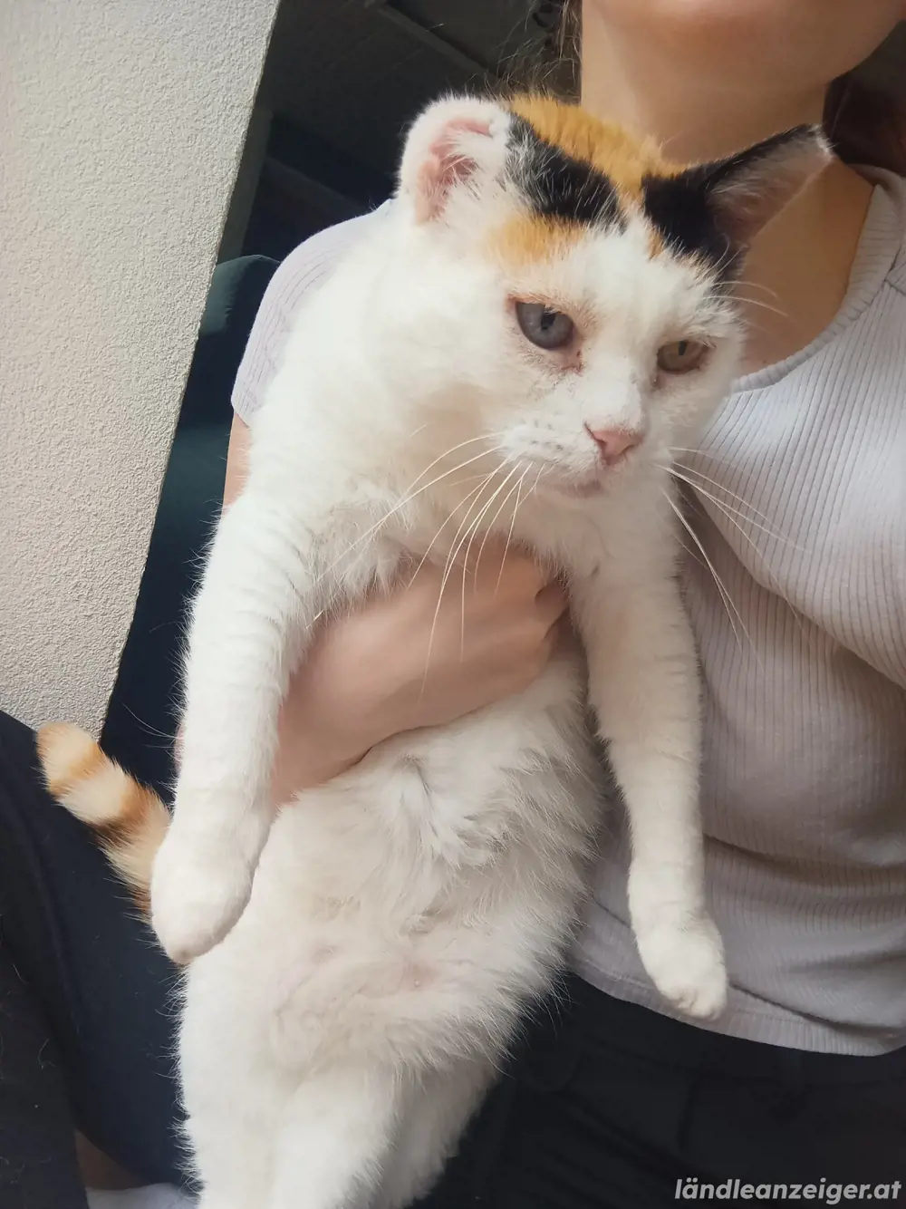 katze ludesch entlaufen 