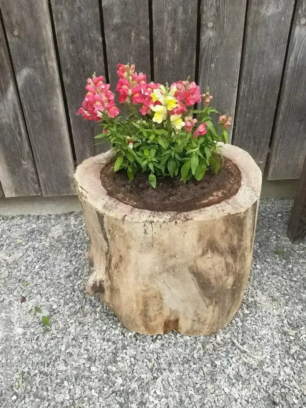 Baumstämme hohl, Blumentröge, Gartendeko Baumstämme hohl, Blumentröge, Gartendeko