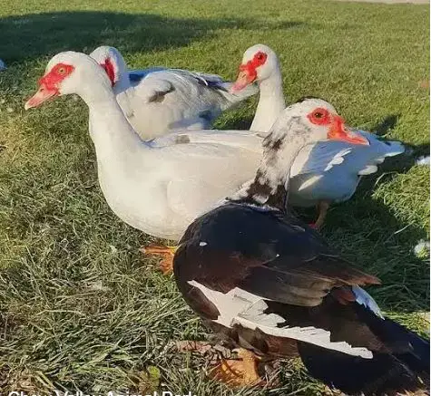 Suche Befruchtete Enten Eier !