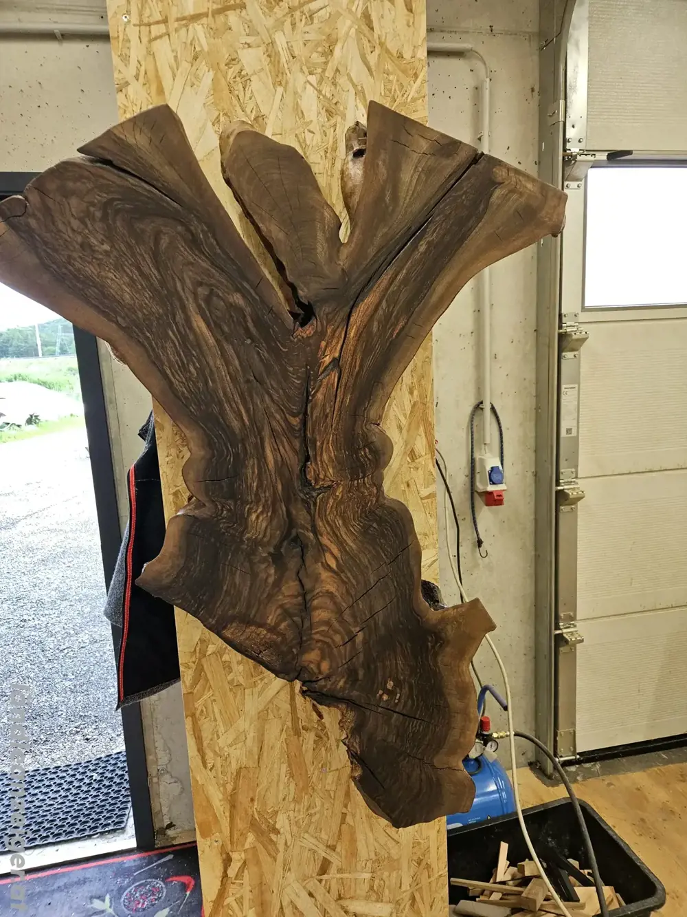 Wandbild Nuss "Engl " Wandbild Nuss "Engl "