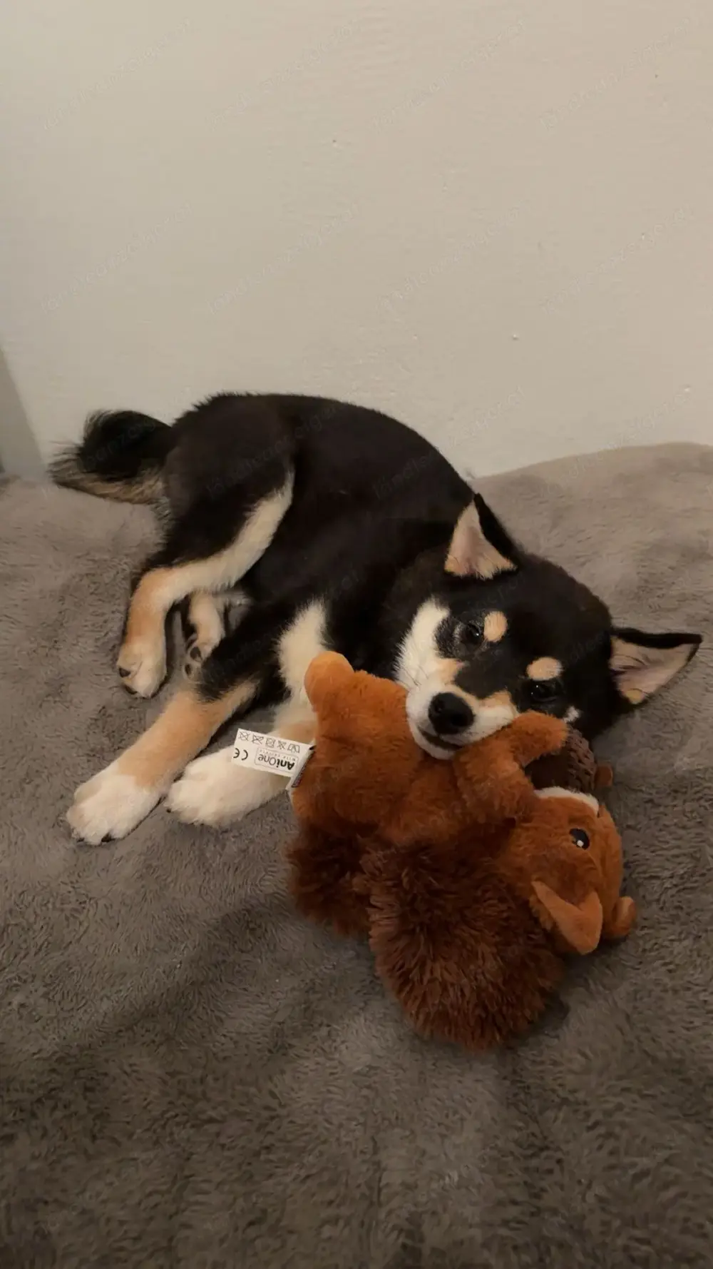 Süßer Shiba Inu 6 Monate 