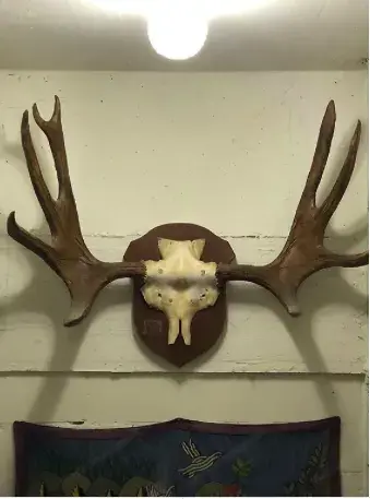 Prächtiges Elchgeweih aus Nordschweden